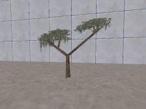 misc_uganda_african_tree