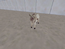 misc_uganda_cow